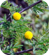 Vachellia farnesiana em versão otimizada para mobile