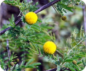 Vachellia farnesiana ajustada para tablets