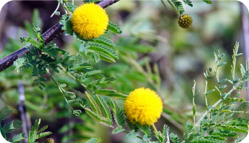 Vachellia farnesiana, também conhecida como espinheiro