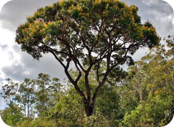 Vochysia thyrsoidea, otimizada para visualização em celulares