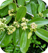 Ziziphus oblongifolia adaptada para telas menores