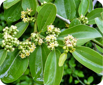 Ziziphus oblongifolia adaptada para tablets