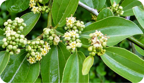 Planta Ziziphus oblongifolia em fase de crescimento